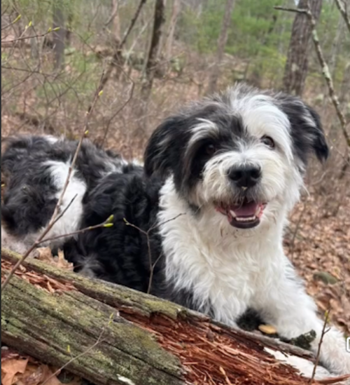 Holly in RI photo 4