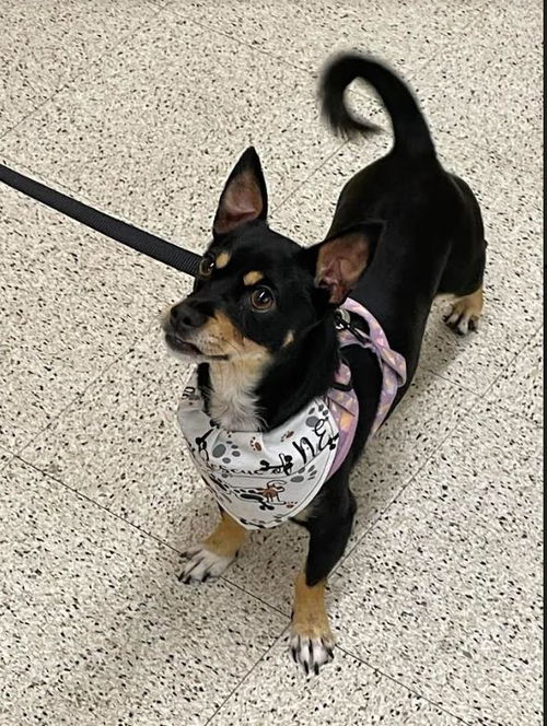 picture of the dog needing adoption