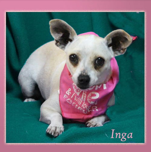 picture of the dog needing adoption