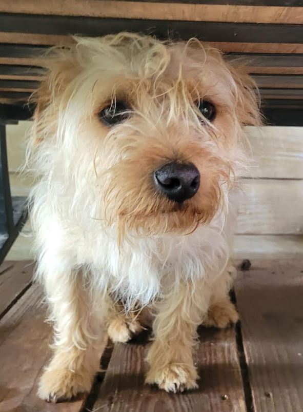 Dog for Adoption Popcorn in TX, a Yorkshire Terrier Yorkie in Franklin, MA Alpha Paw
