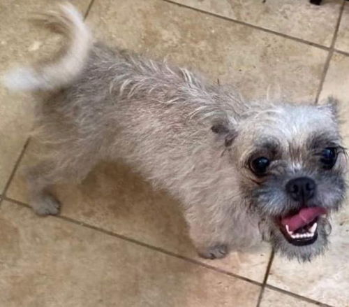 picture of the dog needing adoption