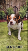 adoptable Dog in , RI named Gertrude in LA