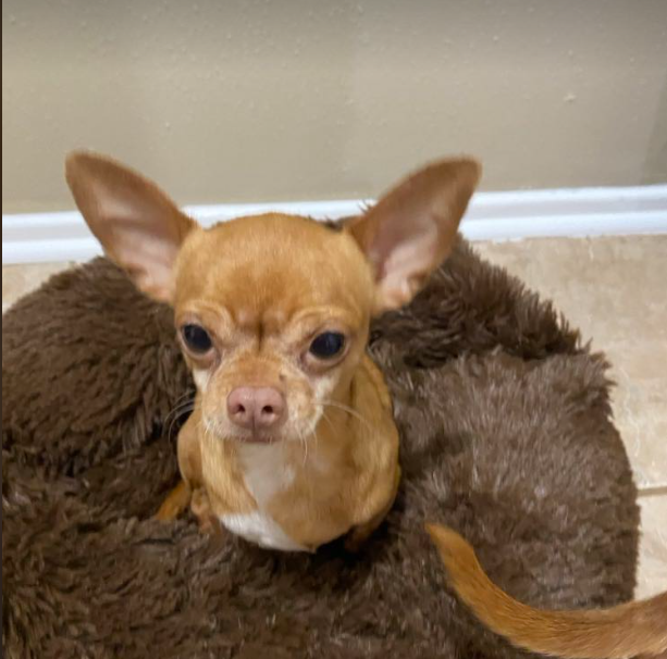 Dog for Adoption - Jay in TX, a Chihuahua in Quincy, MA | Alpha Paw