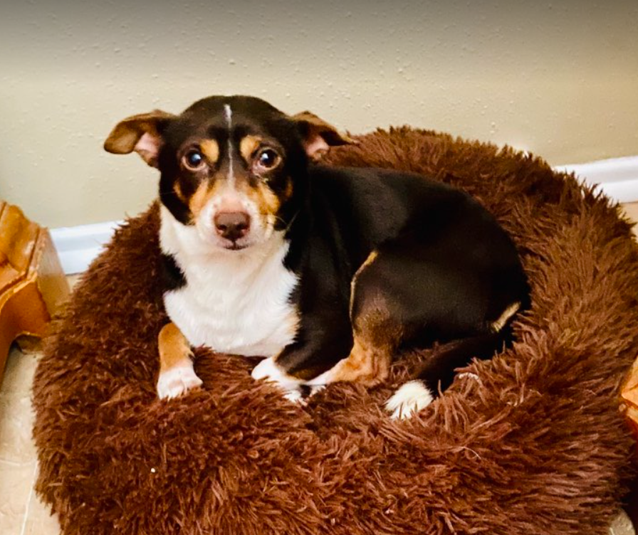 Dog for Adoption Brian in TX, a Chihuahua in Sudbury, MA Alpha Paw