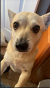 adoptable Dog in  named Lidia in TX