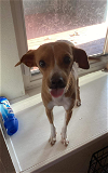 adoptable Dog in cranston, RI named Lolita in TX