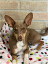 adoptable Dog in cranston, RI named Tiffani in TX