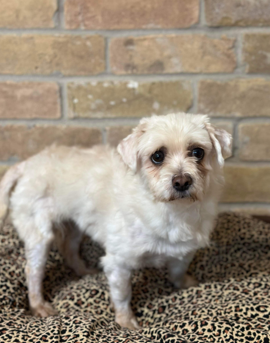 Dog for Adoption Madeline in TX, a Maltese in Boston, MA Alpha Paw