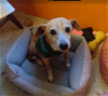 adoptable Dog in cranston, RI named Preston in RI