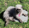adoptable Dog in  named Dooley in RI