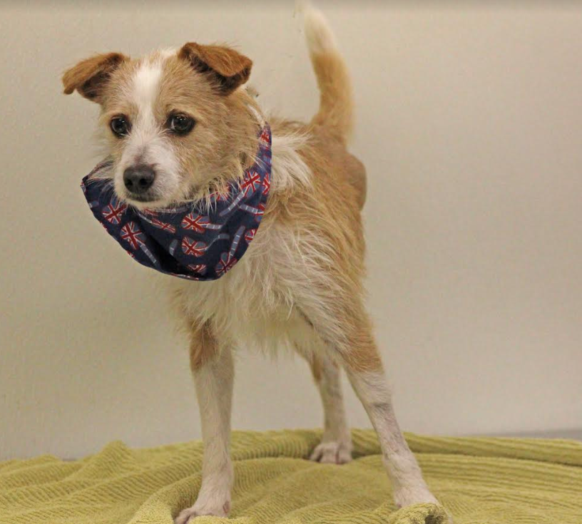 adoptable Dog in Cranston, RI named Crosby in TX