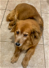 adoptable Dog in cranston, RI named Maddie in TX