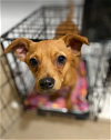 adoptable Dog in cranston, RI named Timmy in TX