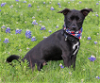 adoptable Dog in , RI named Jude in TX