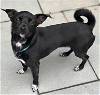 adoptable Dog in cranston, RI named Jude in RI