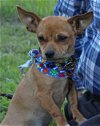 adoptable Dog in cranston, RI named Murray in TX