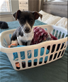 adoptable Dog in , RI named Oliver in TX