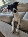 adoptable Dog in cranston, RI named Oliver in TX