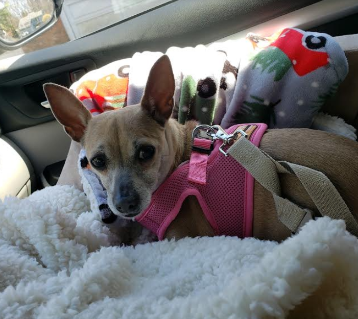 adoptable Dog in Cranston, RI named Journey in RI