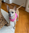 adoptable Dog in cranston, RI named Journey in RI