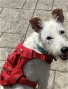 adoptable Dog in , RI named Tori in CT