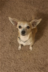 adoptable Dog in cranston, RI named Nicole in RI