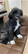 adoptable Dog in cranston, RI named Lynn in TX