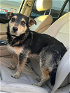 adoptable Dog in cranston, RI named Matthew in TX