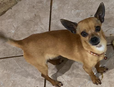 adoptable Dog in Cranston, RI named Chaplin in TX