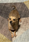 adoptable Dog in cranston, RI named Peaches in TX