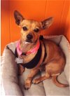 adoptable Dog in cranston, RI named Peaches in RI