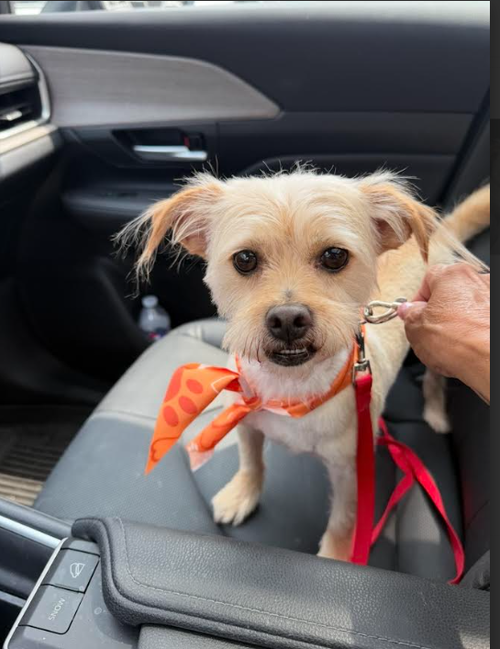 Benji Nick in RI, an adoptable Terrier in Cranston, RI