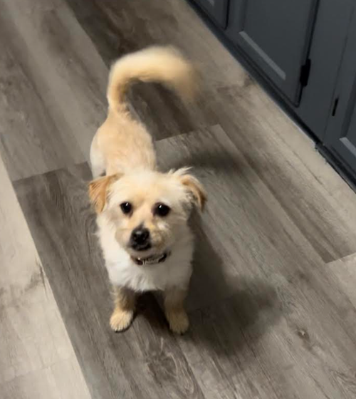 Benji in RI, photo 18
