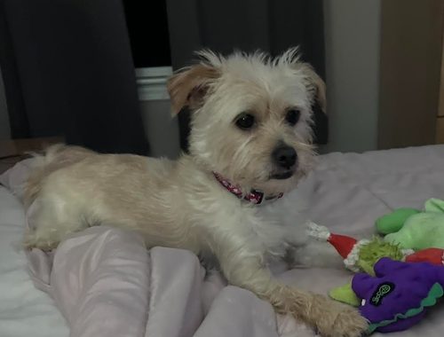 Benji in RI, photo 12