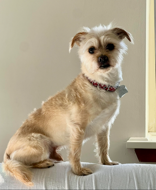 Benji Nick in RI, an adoptable Terrier in Cranston, RI