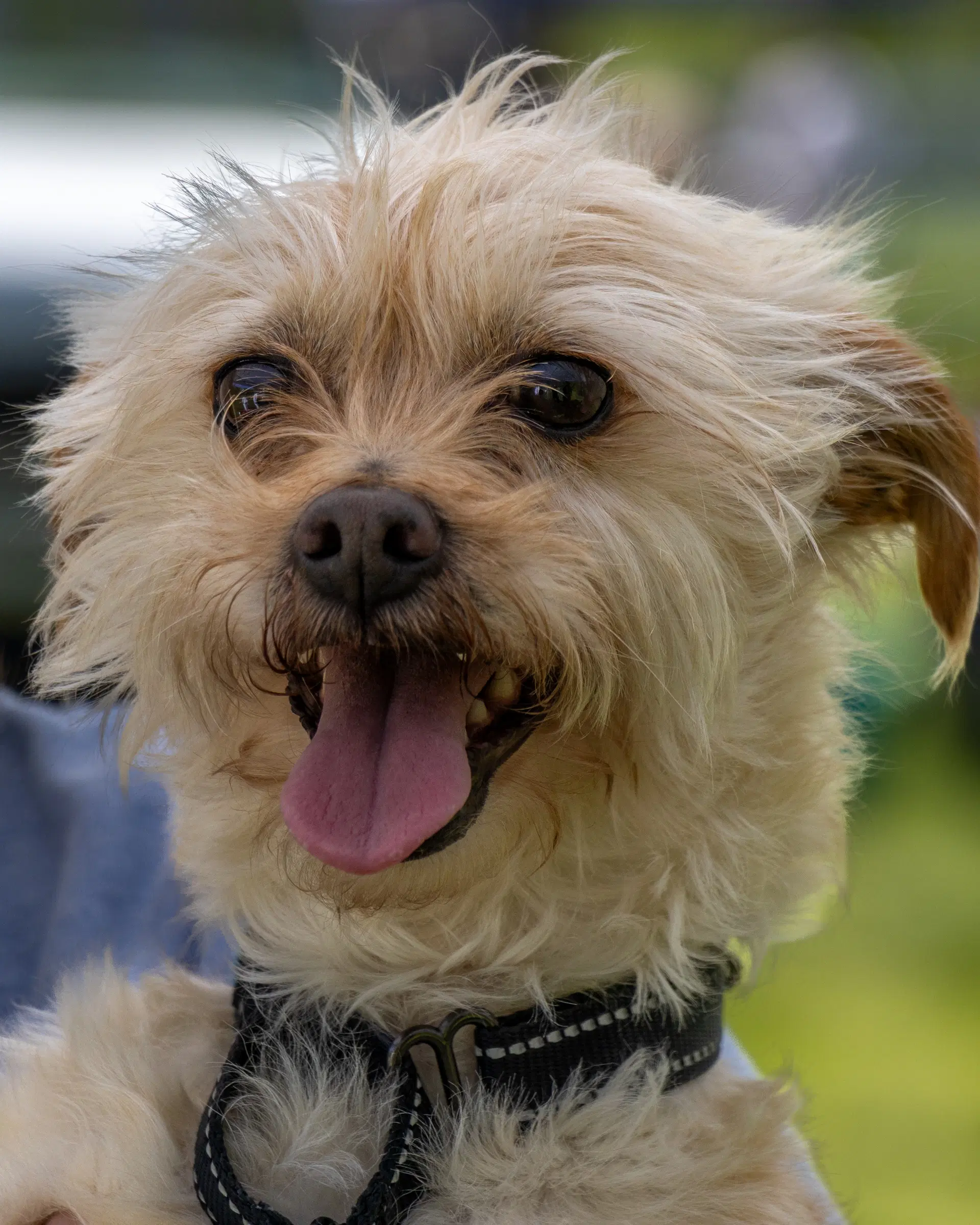 Benji In Ri - Terrier