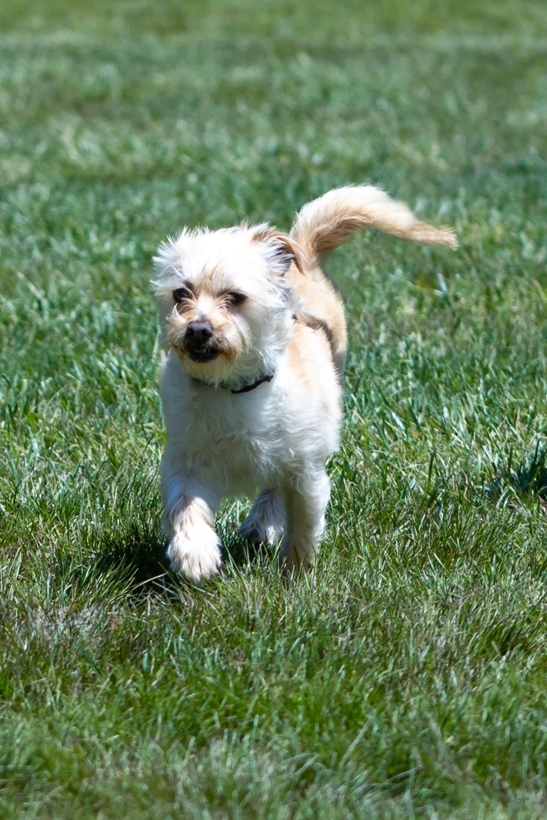 Benji In Ri image 4