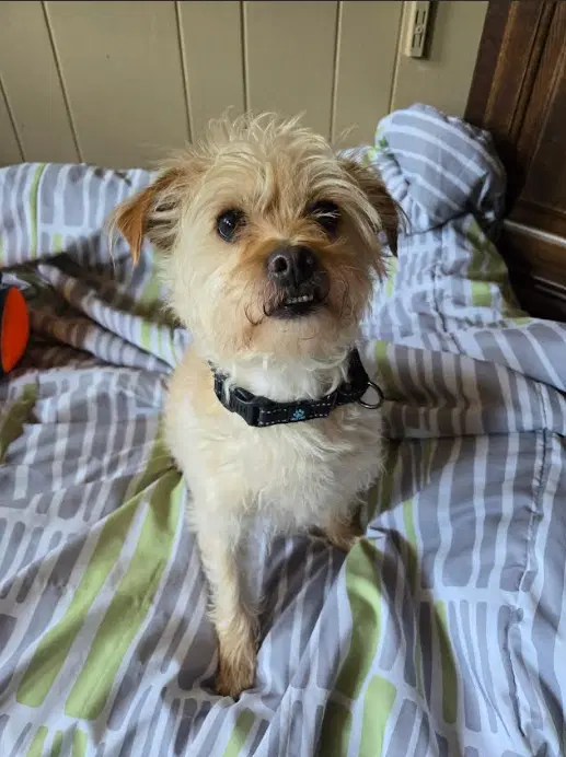 Benji In Ri image 2