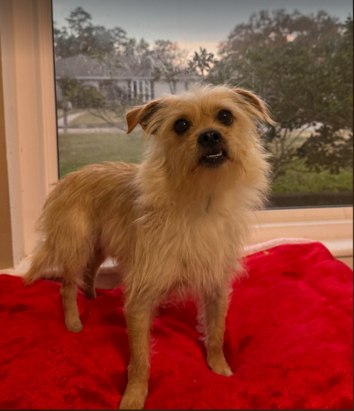 Benji in RI, photo 17
