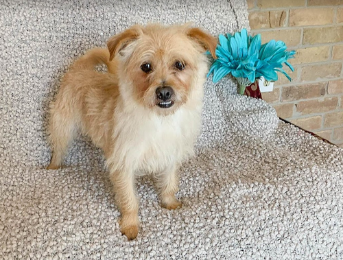 Benji in RI, photo 15