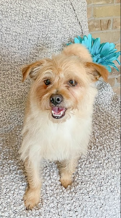 Benji in RI, photo 14