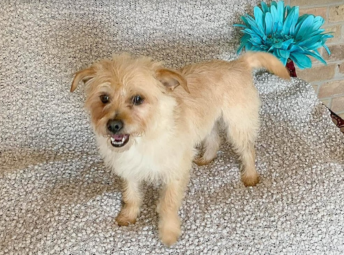 Benji in RI, photo 16