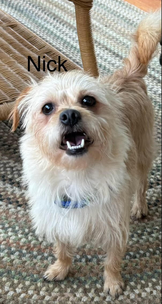 Benji in RI, photo 13