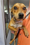 adoptable Dog in cranston, RI named Mona in LA