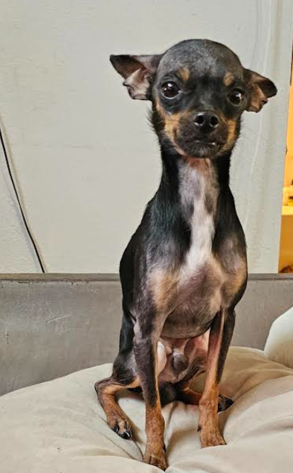 adoptable Dog in Cranston, RI named Gollum in TX