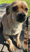 adoptable Dog in cranston, RI named Puma in TX