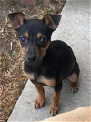 adoptable Dog in cranston, RI named Roko in TX