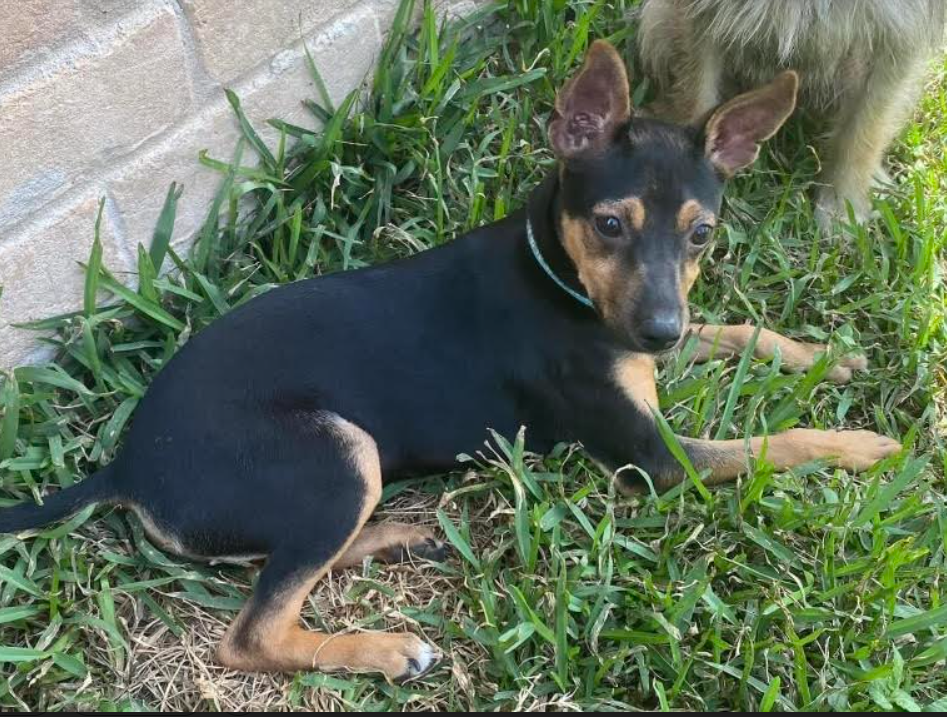 adoptable Dog in Cranston, RI named Roko in TX