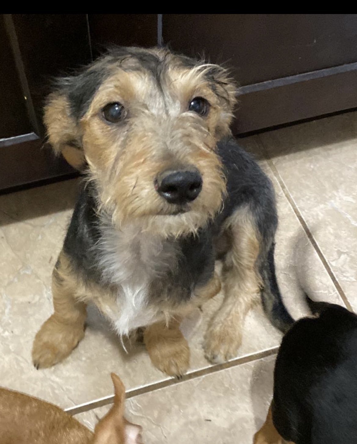 adoptable Dog in Cranston, RI named Kely in TX