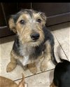 adoptable Dog in , RI named Kely in TX